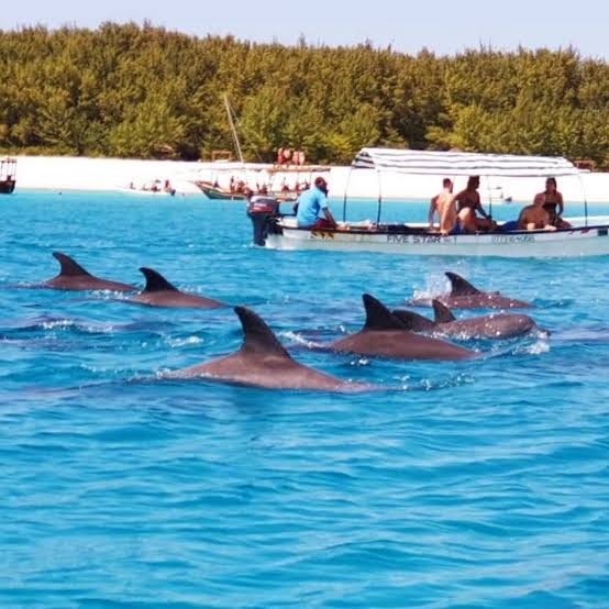 Dolphin Boat